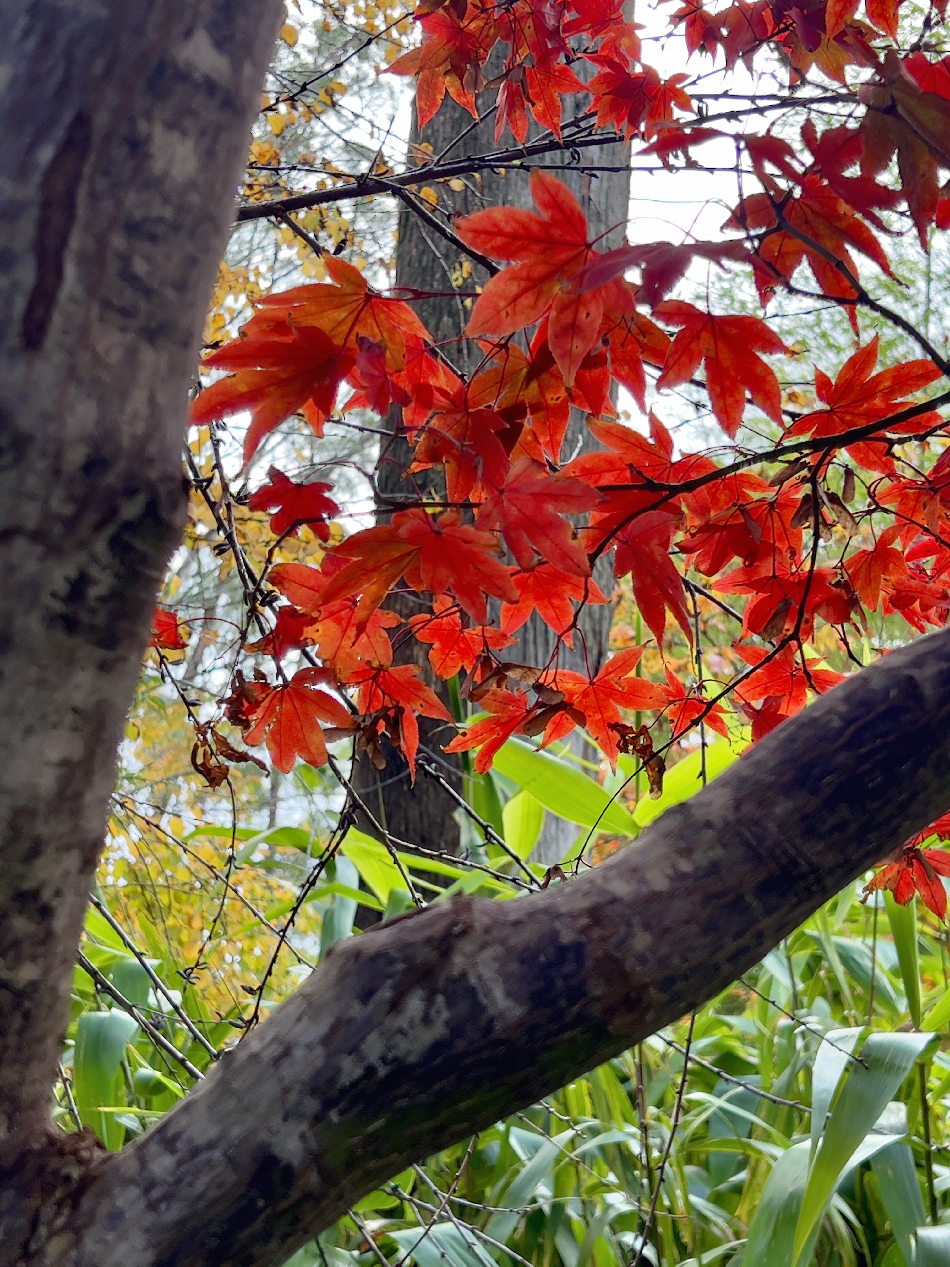 Autumn leaves and tree trunks at Mount Lofty Botanic Garden.