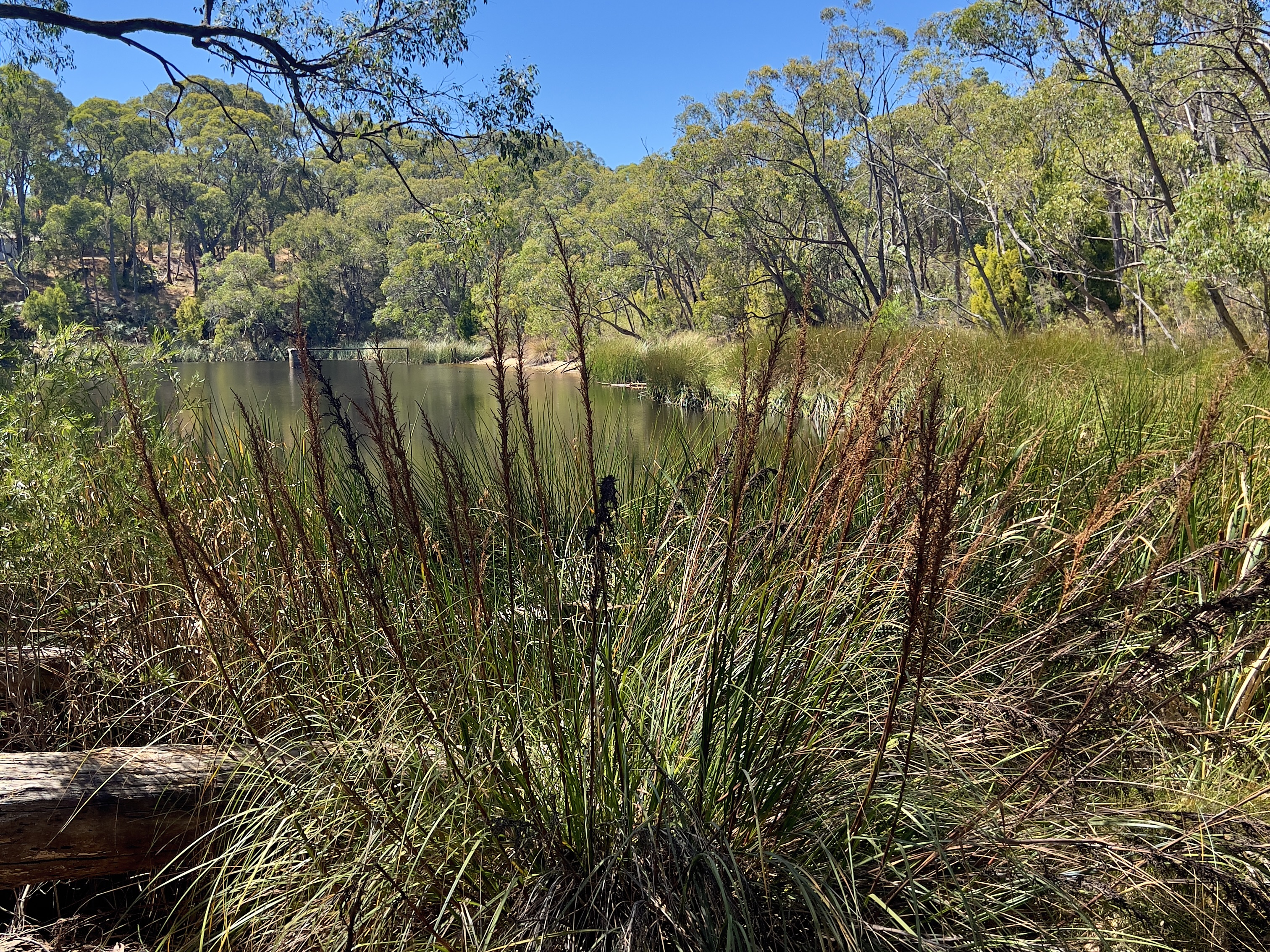Woorabinda Lake surrounded by reeds and Adelaide Hills bushland.